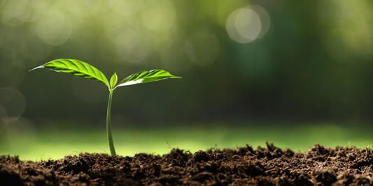 How to Take Representative Soil Samples for More Accurate Soil Testing