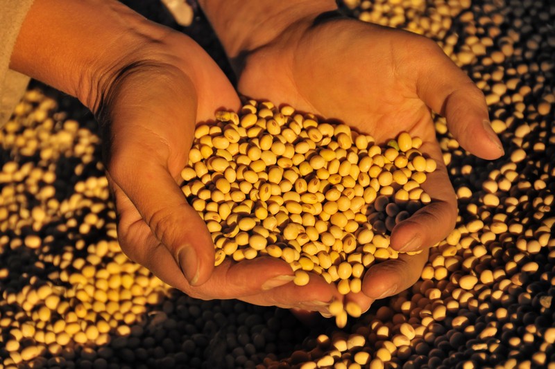 How to Store Soybeans: Sampling, Moisture & Temperature Tips