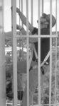Ladder Safety System - SaflokÂ® Steel Carabiner